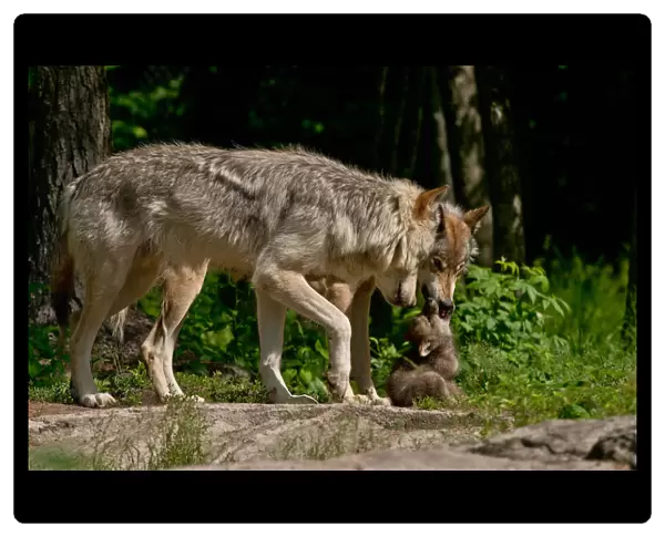 Gray wolves and pup