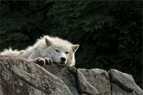 Arctic Wolf Lying On Rock