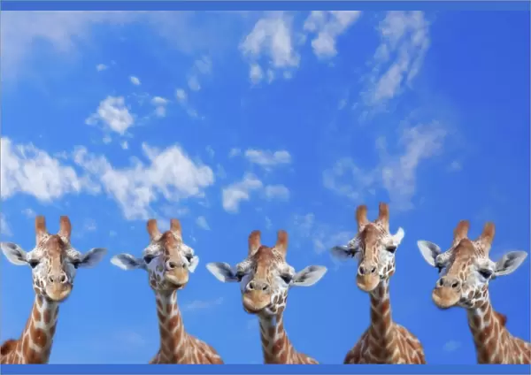 Giraffe Line Up
