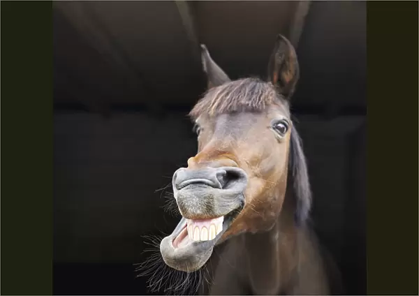 Portrait of horse showing teeth in stable