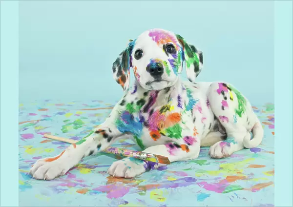 Painted puppy
