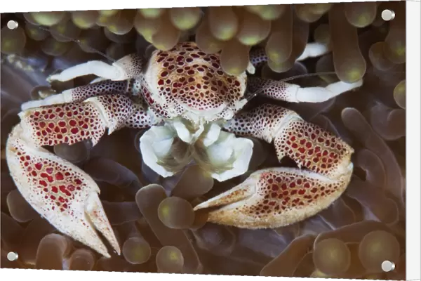 barbel. porcelain crab at anemone
