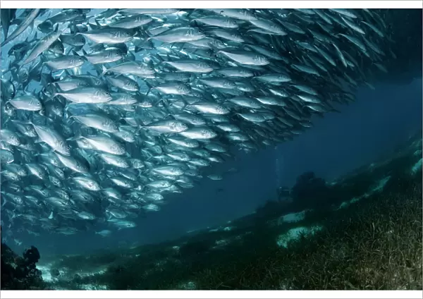 Solid wall of fish