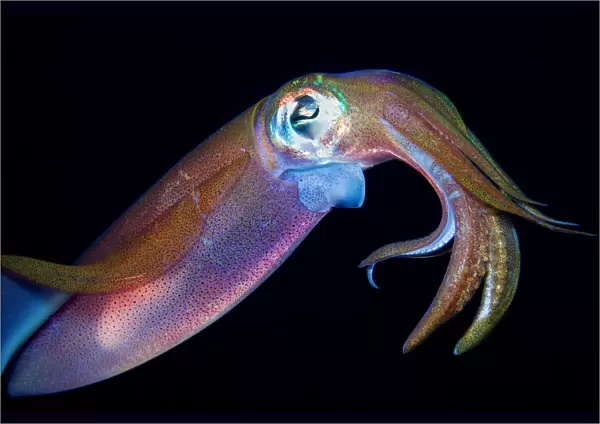 Squid. Reef squid underwater, Dahab, Egypt