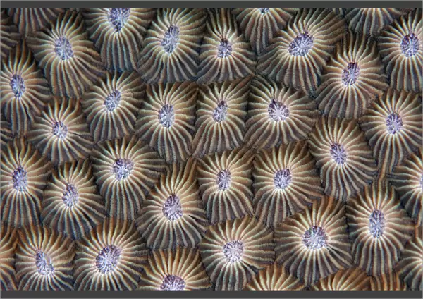 Surface of coral