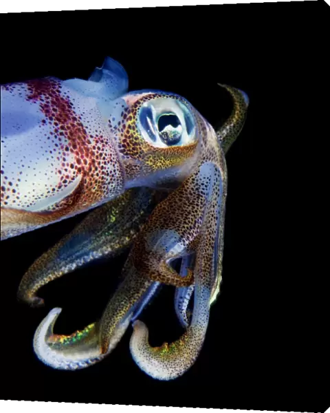 Curious squid