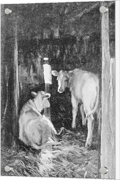 Antique photo of paintings: Cows