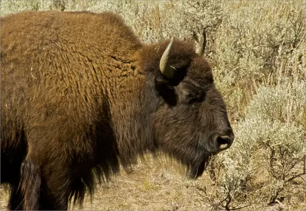 Profile view of American bison (Bison bison) in Lamar Valley at Yellowstone National Park, Wyoming, USA