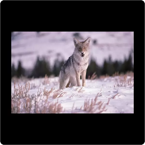 Coyote at Yellowstone National Park in Wyoming