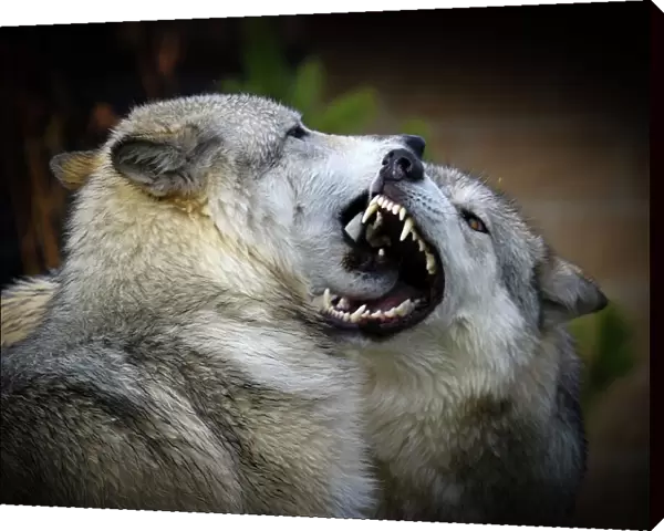 Wolf fight