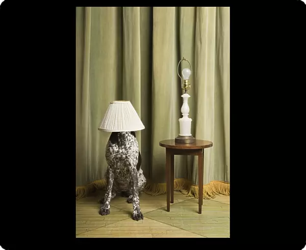 at home, bizarre, covering, curtain, domestic dog, german shorthaired pointer, head