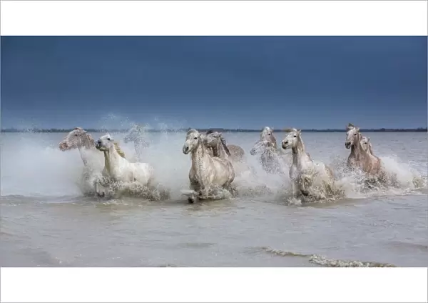 Group of white Camargue horses running powerfully through water, Camargue region, France