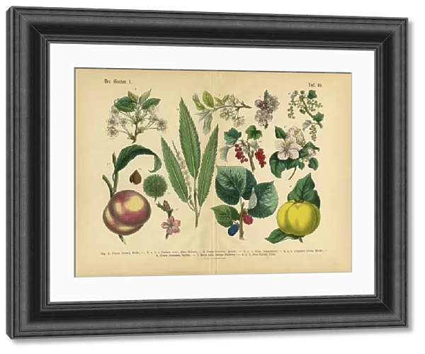Fruit, Vegetables and Berries of the Garden, Victorian Botanical Illustration