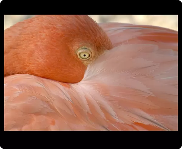 Portrait of a flamingo in Flamingos Beach. Aruba