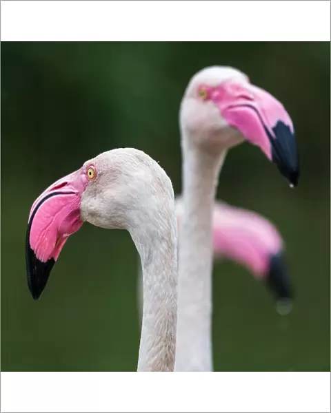 Square crop of a trio of Greater flamingos