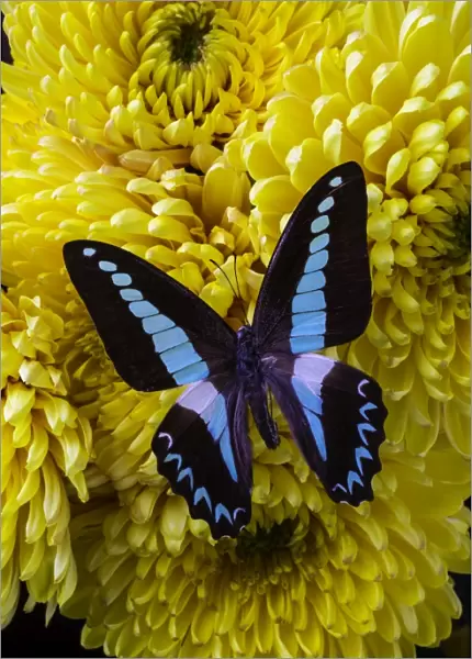 Blue, Black, Butterfly, insect, wings