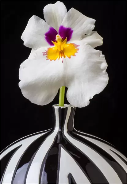 Orchid striped vase, f, ower. petals