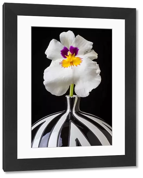 Orchid striped vase, f, ower. petals