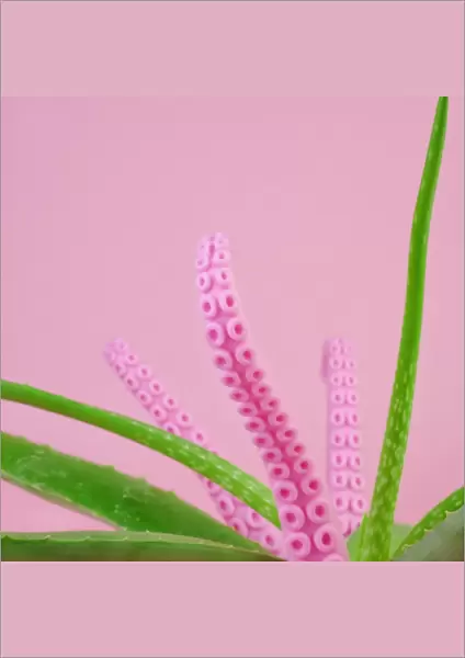 Aloe plant with pink octopus tentacles
