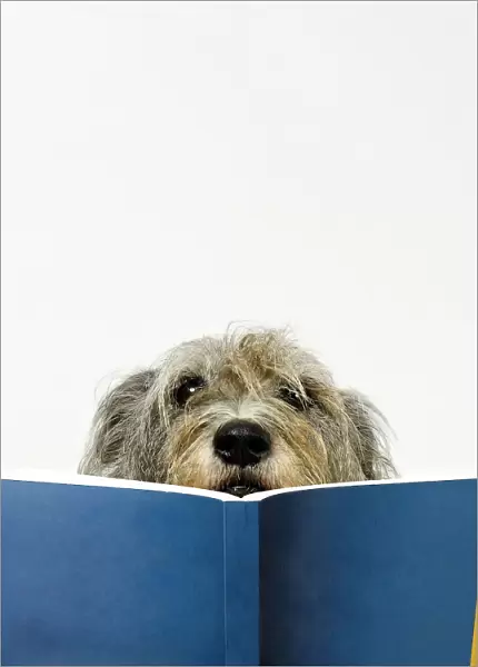 Dog Reading Book