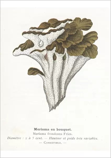 Mushroom Bouquet engraving 1895