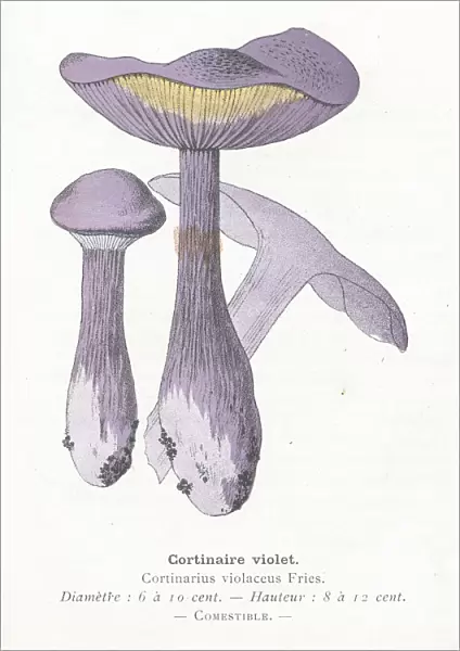 Purple gold webcap mushroom engraving 1895
