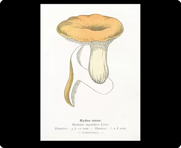 Hedgehog mushroom engraving 1895