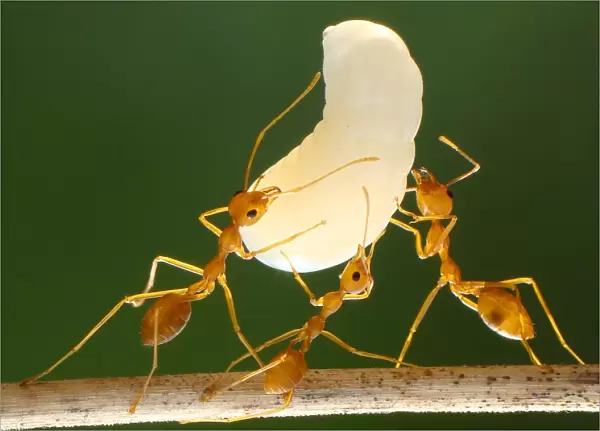 Ants and their larvae