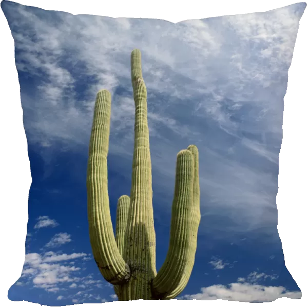arizona, beauty in nature, blue sky, cactus, color image, day, environment, growth
