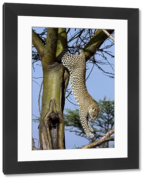 Leopard jumping down tree