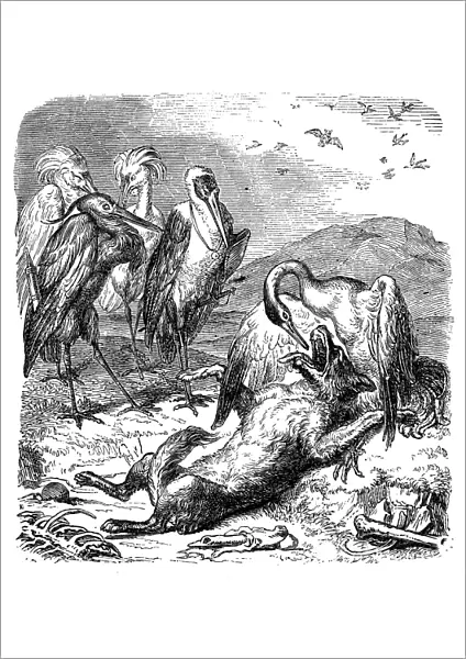 Humanized animals illustrations: Fox and birds