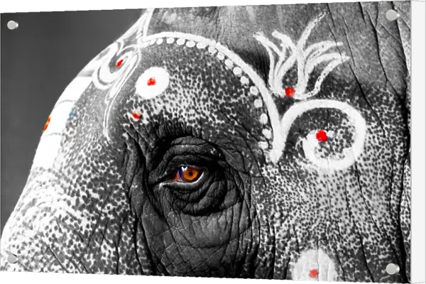 Indian temple elephant close up