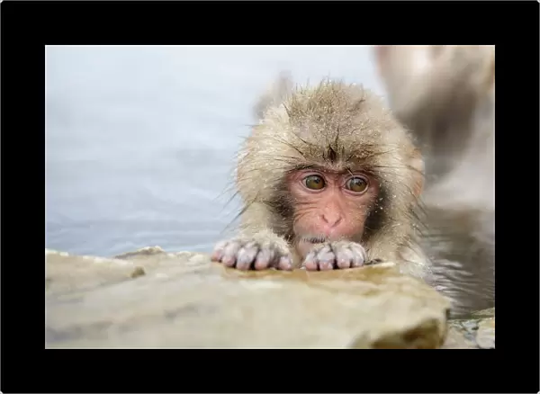 Innocence. The snow monkey at Jigokudani hot spring in Nagano have become