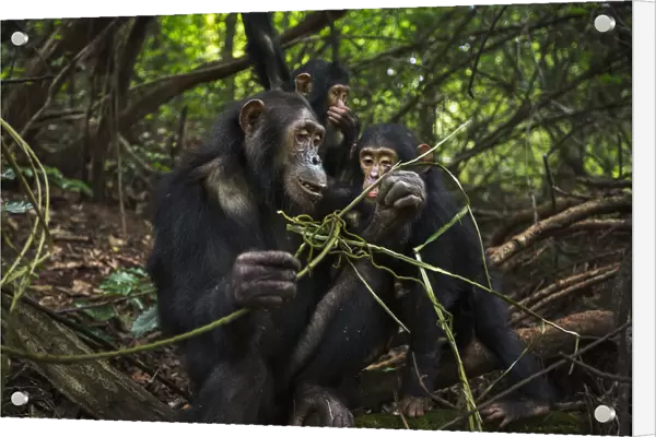Eastern chimpanzee female Golden aged 15 years feeding on vines while her infant daughter Glamour aged 21 months plays and her brother Gizmo aged 3 years and 9 months watches