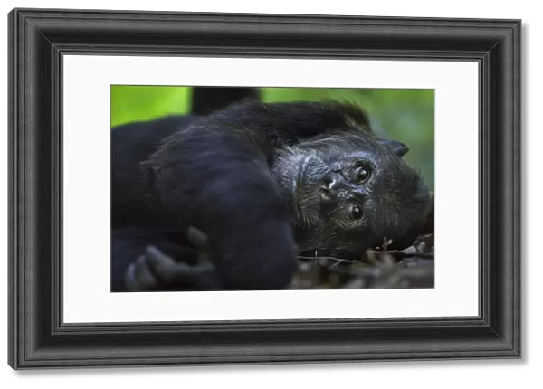 Eastern chimpanzee alpha male Ferdinand aged 20 years resting
