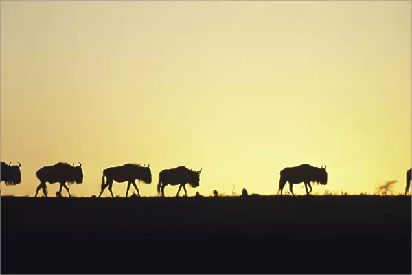 Herd of wildebeest (Connochaetes taurinus) at sunset, Kenya