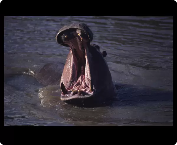 Hippopotamus (Hippopotamus amphibius) yawning in waterhole, Kenya