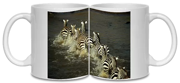 Zebras (Equus burchelli) crossing river, rear view