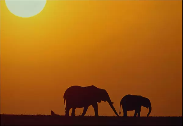 Silhouette of African elephants (Loxodanta africana) at sunset