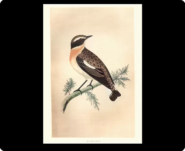 Natural History, Birds, whinchat (Saxicola rubetra)