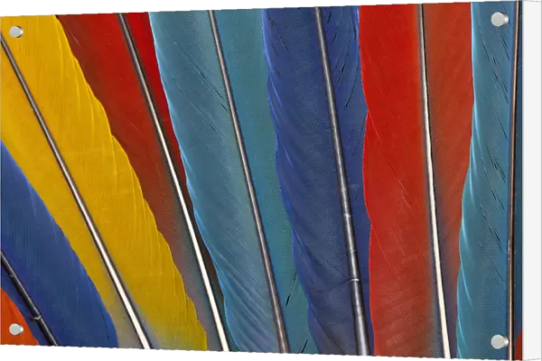 Variety of Macaw Tail Feathers in Pattern