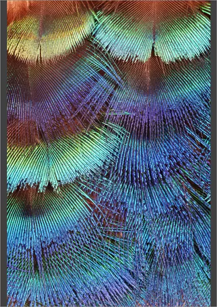 Pattern of Peacock (Pavo Cristatus) Neck Feathers