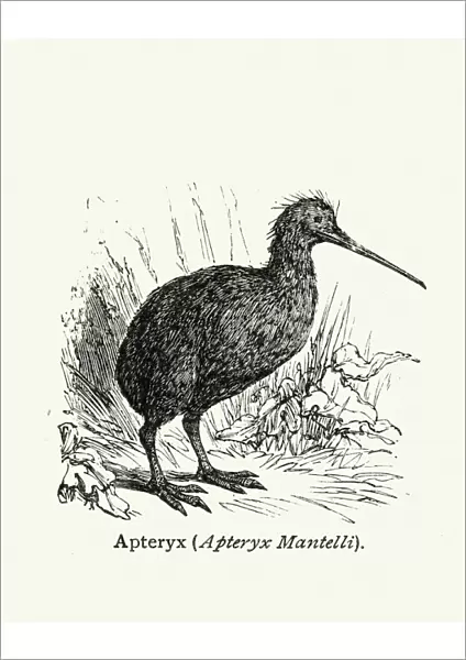 Natural history - Birds - Kiwi bird