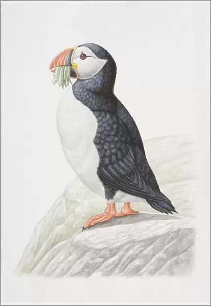 Animals, Birds, Charadriiformes, Auks, Alcidae, Atlantic Puffin, Fratercula arctica