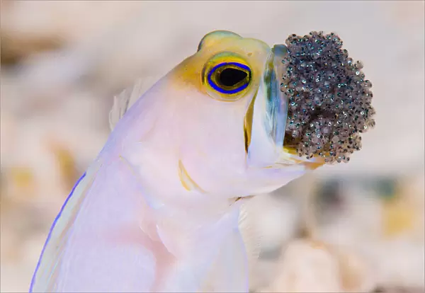 Cayman Jawfish with eggs