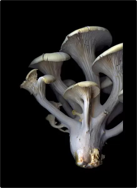 Blue Oyster Mushrooms