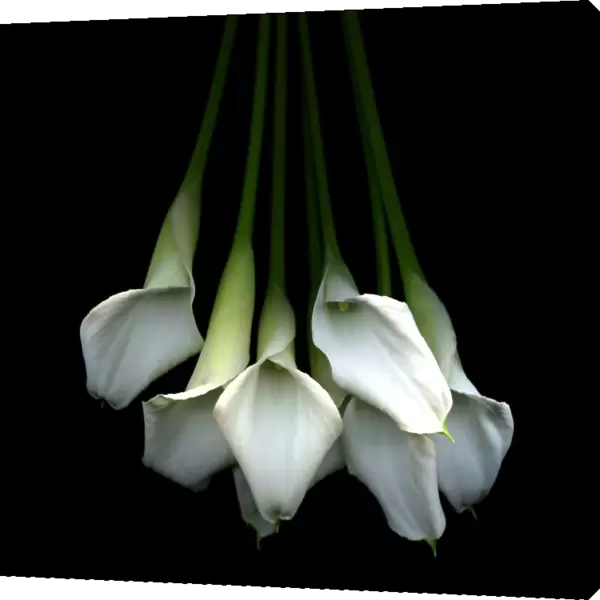 Callas flower