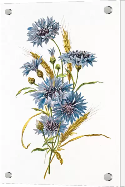 Cornflower and wheat composition 19 century illustration
