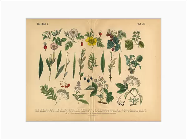 Fruit Trees, Berries, Rose and Plants, Victorian Botanical Illustration