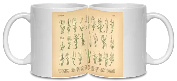 Forage Grasses, Victorian Botanical Illustration